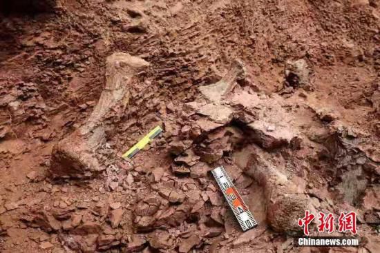 甘肃永靖再次发明巨型恐龙骨骼化石